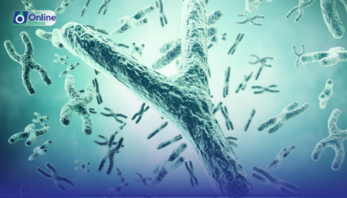 Lesson 03: Annotation of the Detailed Structure of a Chromosome